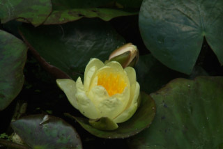 Nymphaea 'Yellow Sensation' bestellen